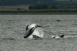 Bottlenose Dolphin